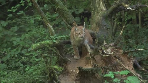 Lynx sieht das Spiel und beginnt die Verfolgungsjagd.