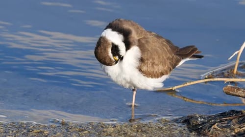 Little Ringed Plover