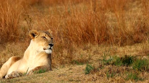 Relaxed lioness lies down resting and checking surroundings at sunset