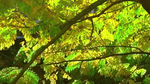 Autumn Leaf Color Of A Tree Sway As The Wind Blows On Sunny Day, Static Shot, Slow Motion
