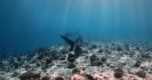 Group of Tiger Sharks Swimming in Blue Ocean Diving with Tiger Sharks in Maldives