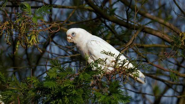 Cockatoo cockapoo white parrot in a tree in Australia. Funny and lively ...