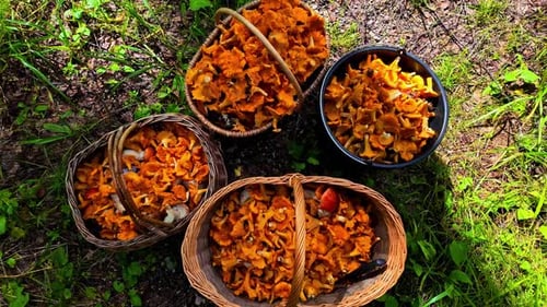 Abundant Chanterelle Mushroom Harvest in Forest Baskets