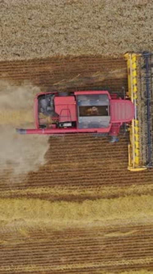 Combine harvester at work. Top view of combine harvester gathers the wheat