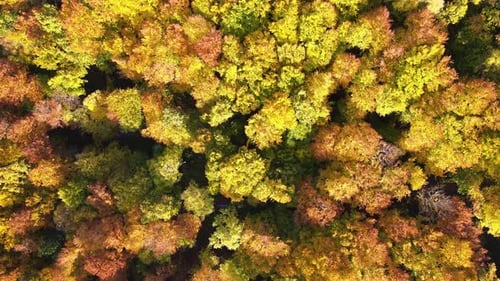 Aerial View of Lush Forest with Colorful Canopies in Autumn Woods on Sunny Day Landscape of Autumnal