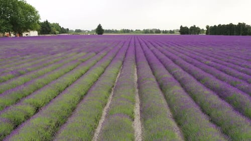 Lavender fields in full bloom showcasing vibrant purple rows under the bright sun during the summer