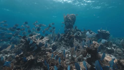 School of Surgeonfish Swimming Near Coral Reef with Diver in Background — Graceful Tropical Fish