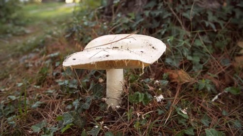 White Mushroom in the Forest Against the Background of Green Vegetation
