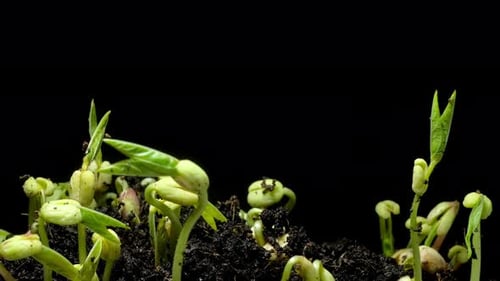 Time Lapse Footage of Growing Seedlings