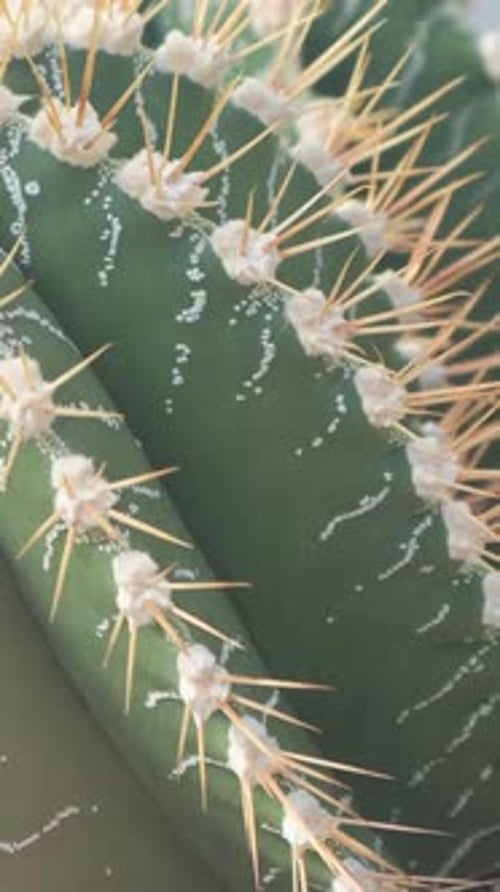 Closeup of a Green Cactus with Large Needles in a Botanical Garden Plants are Common in Deserts