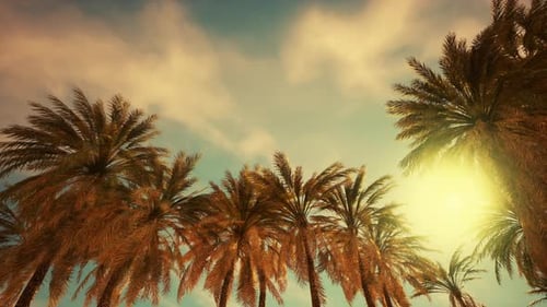 Tropical Palm Trees Swaying in Golden Sunset Sky Loop