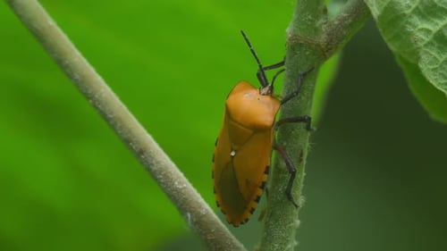 Giant Shield Bug, Tessaratomidae, Kaeng Krachan National Park, Thailand; a 4K footage in the jungle