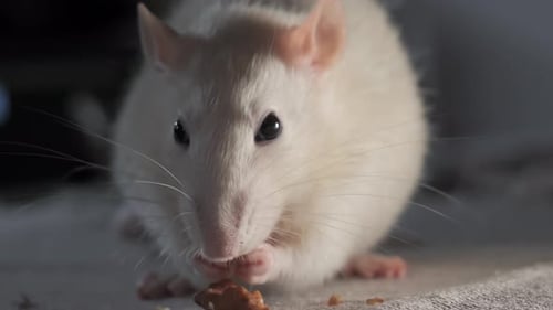 White Rat Eating Food in Close Up