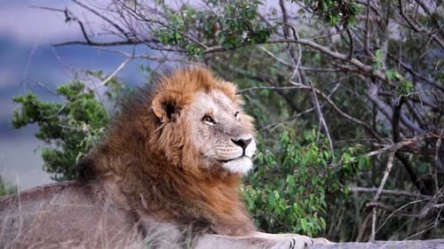 King of the Savanna Majestic Lion Resting Amidst Green African Bushes