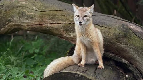 El zorro de Corsac lamiéndose