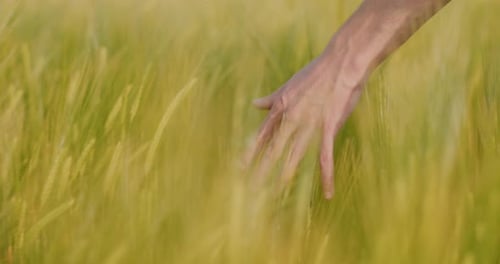 Farmer Hand Touching Wheat Ears Crops Agriculture Harvesting Examining Field