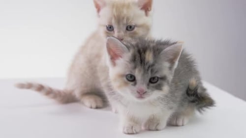 _Fondo blanco -Adorables gatitos bebés sobre fondo blanco -X054 C008 0406NV 001 3\_1_