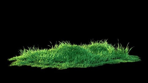 Grass Wind Noise Loop on Alpha