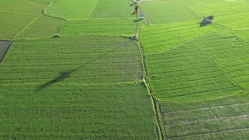 Paddy rice farmland in Ubud view from above, green field