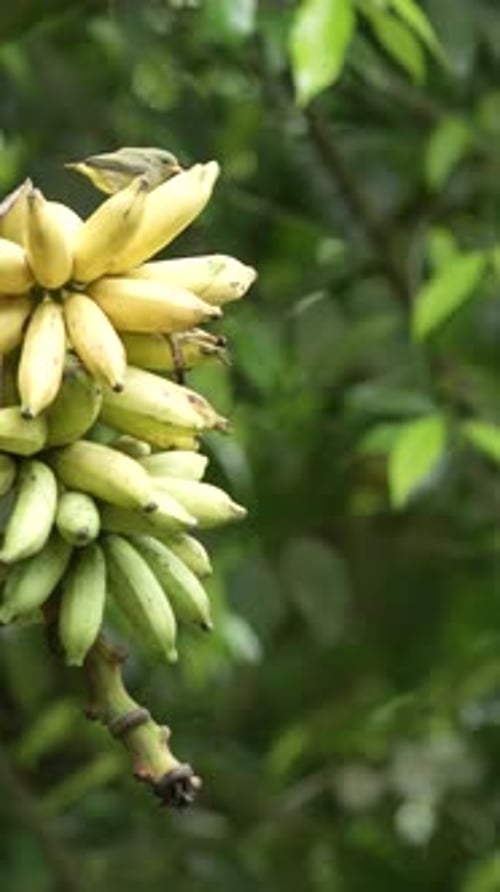 Orange-bellied flowerpecker birds eating bananas in the garden