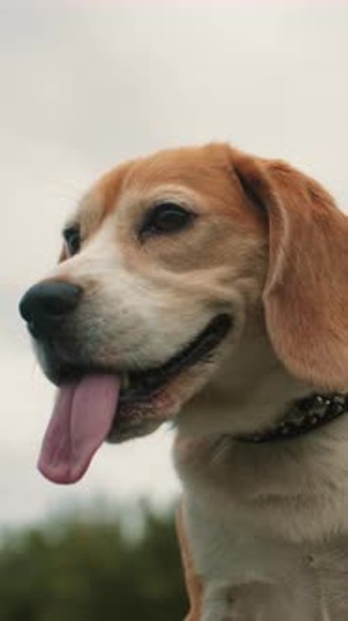 Portrait of Calm Beagle Outdoors Serene Beagle Portrayed in Natural Outdoor Environment Beagle