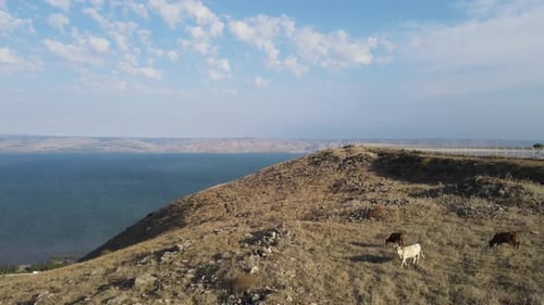 Aerial Panning Shot Of Domestic Cattle Grazing On Mount Arbel, Drone Flying Over Mountain