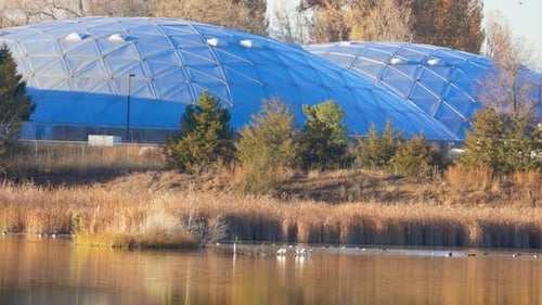 Flock of Birds in Local Ponds, Colorado Wildlife, Birds Flying Across Pond