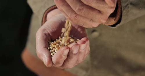 Close Up Farmer Inspecting Grains in Hands
