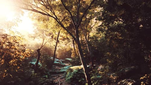 Sunshine in a Tropical Forest