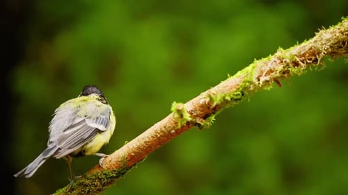 Great Tit in Friesland Netherlands perched on thin branch covered with moss growing diagonally