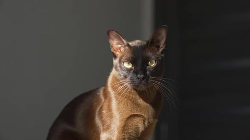 Cat Laying Down Looking Outside. Close up of pet cat resting in the house