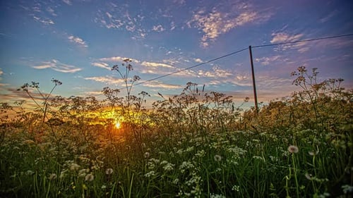 A golden sunset beyond the wildflowers in a field - low angle time lapse