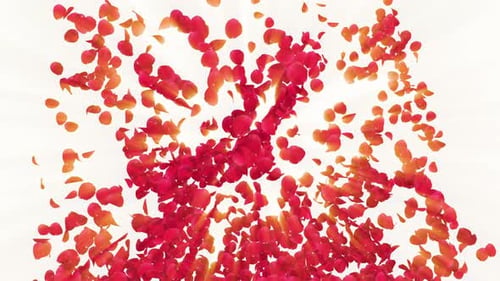 Explosion roter Rosenblätter auf pastellfarbenem Hintergrund 4K.