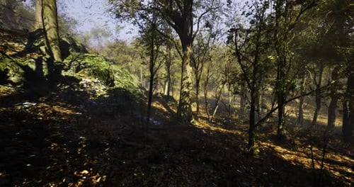 Vibrant Forest with Colorful Foliage and Soft Sunlight Filtering Through