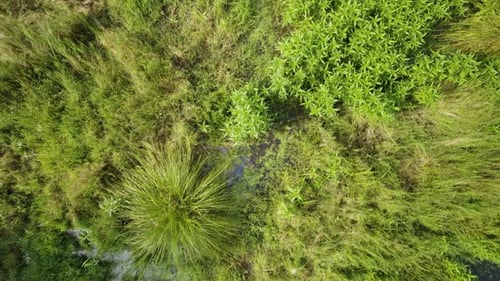 Aerial top-down shot of a marshland in the middle of the forest with fresh green foliage