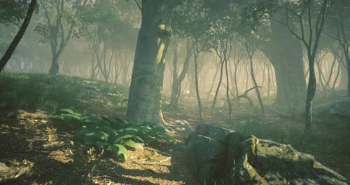 Serene Forest with Mist and Lush Greenery During Early Morning Hours
