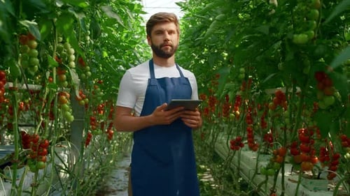 Agricultural Worker Controlling Quality of Cultivating Tomatoes in Plantation. Smart Man Farming