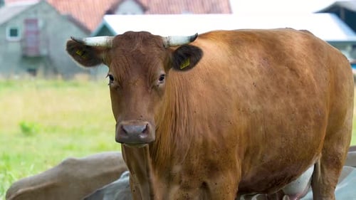 Nahaufnahme einer Kuh auf einer Wiese, mit sanftem Fokus auf dem Hintergrund, der das friedliche Vorleben der Kuh betont