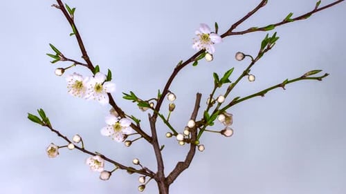 Pflaumenblütenblüten-Frühlingsvideo