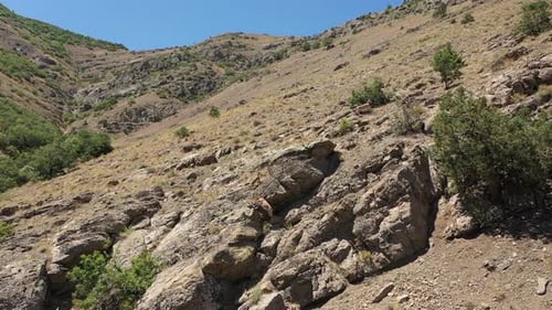 Aerial View Of Herd Of Wild Goats Running Through The Mountains 3