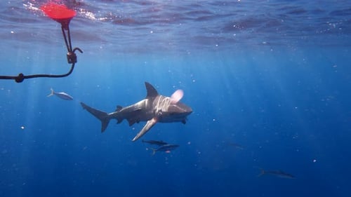 Bull shark swims near bouy in open ocean on bright day - dangerous encounter