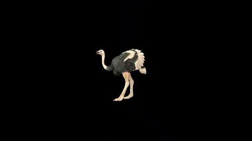 Ostrich Idle 2