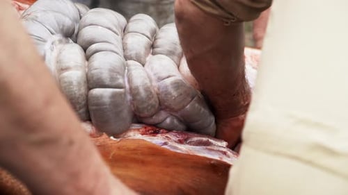 Butcher opening and trying to remove the intestines of fresh butchered hog - close up