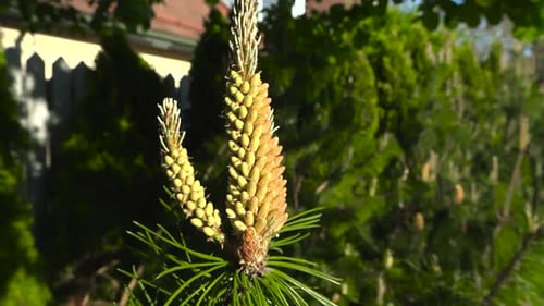 Detailed shot of young pine cone yellow buds, beautiful fresh coniferous budding branches sway