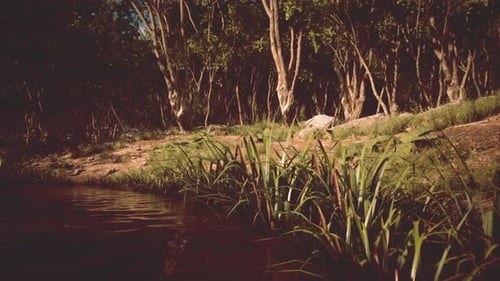 Pond in Mossy Green Forest