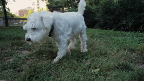 Friendly Dog Walking in Park