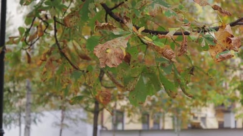 Autumn leaves on the tree, green and orange colors.
