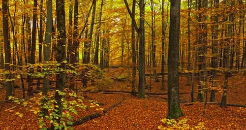 Blick in den herbstlichen Wald mit bunten Blättern