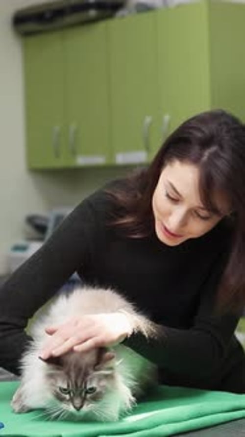 A Veterinarian is Gently Holding a Fluffy and Adorable Cat Inside a Friendly Clinic Setting