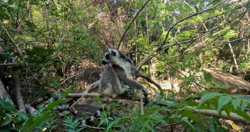 Lémur à queue annelée avec son bébé, Lemur catta, faune de Madagascar